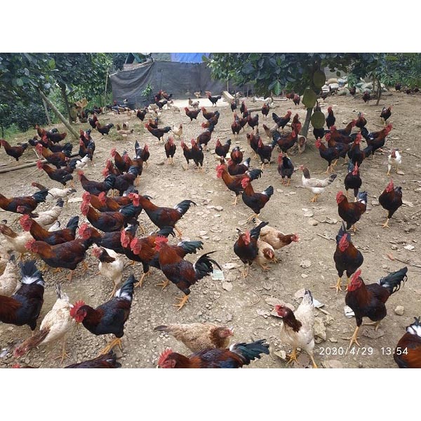 Chăn nuôi gà hữu cơ chi phí thấp, hiệu quả kinh tế cao