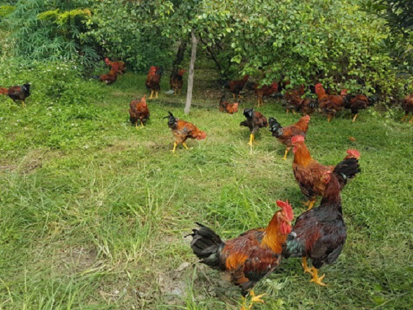 Chăn nuôi gà hữu cơ chi phí thấp, hiệu quả kinh tế cao