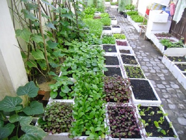 99 cách trồng rau hữu cơ tại nhà đơn giản và hiệu quả